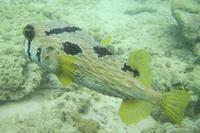 unterwegs am Hausriff von Bidadari &ndash; &copy; Frank Nimschowski (Eberhardt TRAVEL)