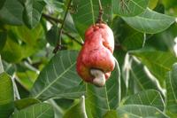 Cashewfrucht &ndash; &copy; Frank Nimschowski (Eberhardt TRAVEL)