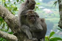 Affenwald beim Bratansee &ndash; &copy; Frank Nimschowski (Eberhardt TRAVEL)