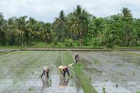 Jeepsafari durch Westbali &ndash; &copy; Frank Nimschowski (Eberhardt TRAVEL)