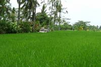 Jeepsafari durch Westbali &ndash; &copy; Frank Nimschowski (Eberhardt TRAVEL)