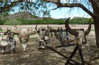 das haben die Warane von ihren Mahlzeiten übrig gelassen &ndash; &copy; Frank Nimschowski (Eberhardt TRAVEL)