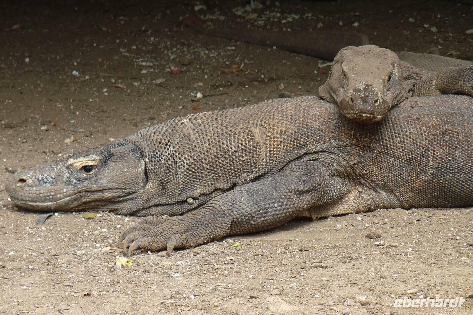 Warane unterm Stelzenhaus &ndash; &copy;  (Eberhardt TRAVEL)