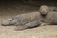 Warane unterm Stelzenhaus &ndash; &copy; Frank Nimschowski (Eberhardt TRAVEL)