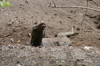 Waranweibchen &ndash; &copy; Frank Nimschowski (Eberhardt TRAVEL)