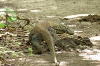 ein Waran auf unserem Weg &ndash; &copy; Frank Nimschowski (Eberhardt TRAVEL)