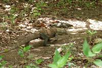 ein Waran auf unserem Weg &ndash; &copy; Frank Nimschowski (Eberhardt TRAVEL)