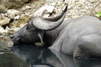 Wasserbüffel gehören zur Beute der Warane &ndash; &copy; Frank Nimschowski (Eberhardt TRAVEL)