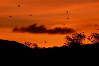 Flying Foxes (Flughunde) &ndash; &copy; Frank Nimschowski (Eberhardt TRAVEL)