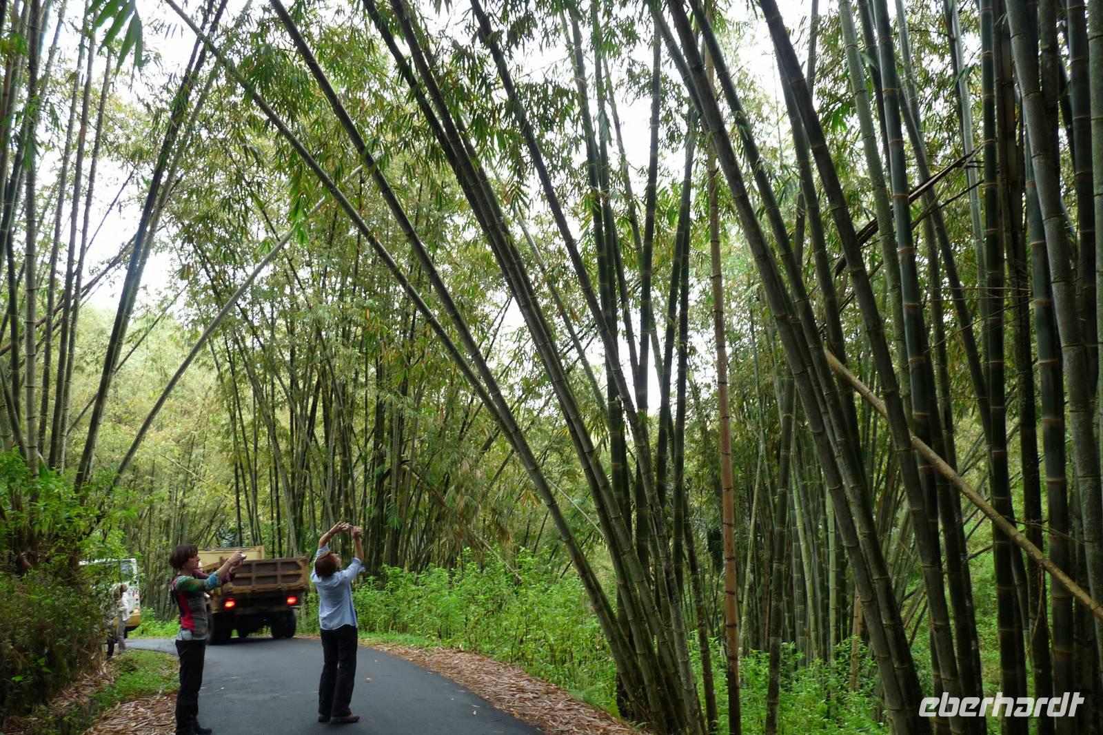 in einem Bambuswald auf Flores &ndash; &copy;  (Eberhardt TRAVEL)