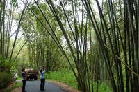 in einem Bambuswald auf Flores &ndash; &copy; Frank Nimschowski (Eberhardt TRAVEL)