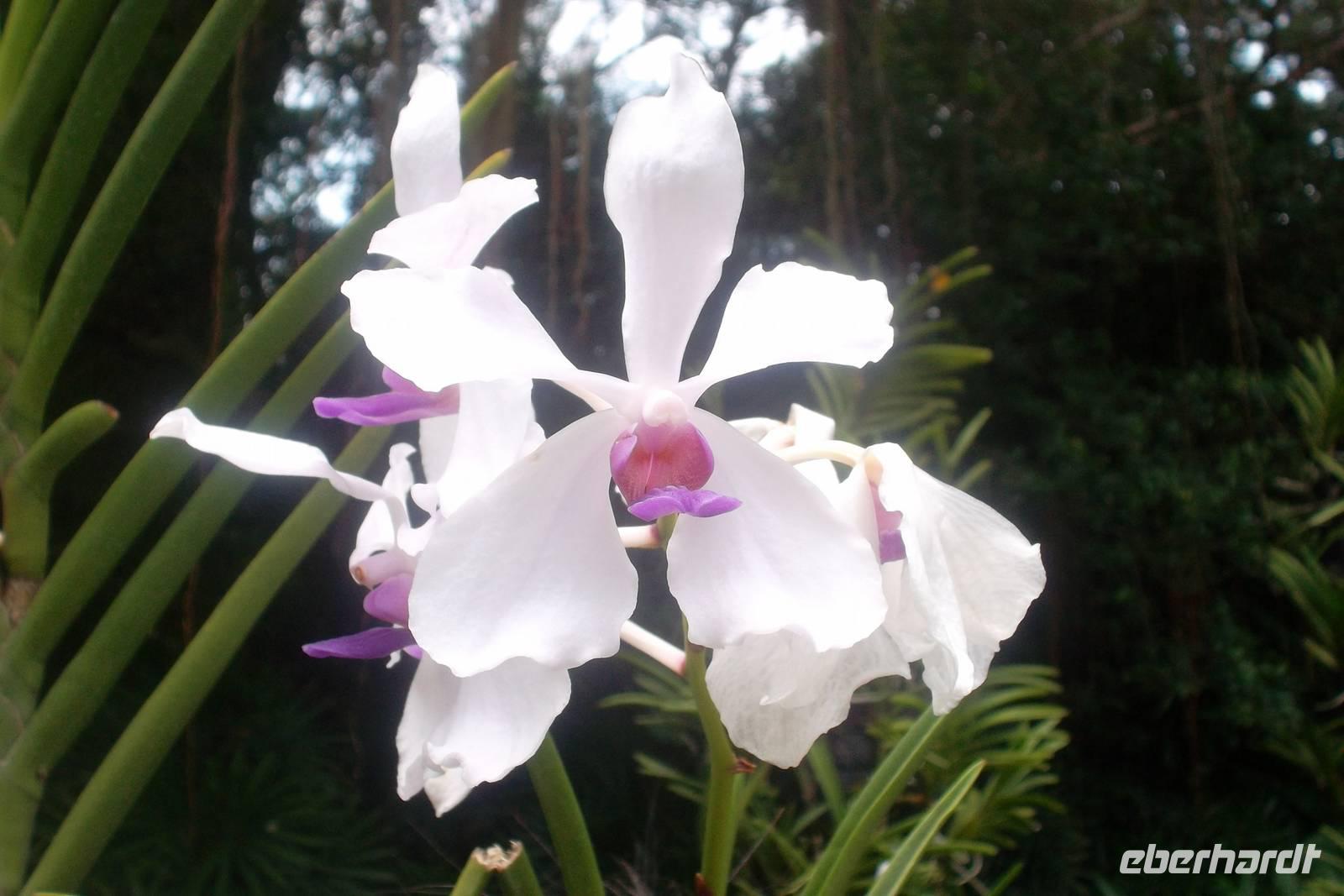 Orchideengarten von Singapur