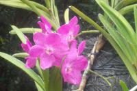 Orchideengarten von Singapur