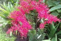 Orchideengarten von Singapur