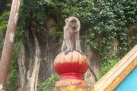 der will auch zu den Batu-Höhlen ... 