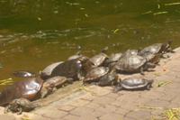 Schildkrötenteich am Chinesentempel