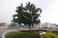 Der giftige Ipoh-Baum, Namensgeber der Stadt