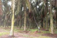 Ernte in der Palmölplantage 