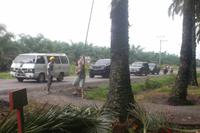 Ernte in der Palmölplantage 