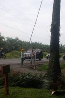 Ernte in der Palmölplantage 