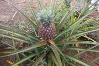 Ananaspflanze und -frucht