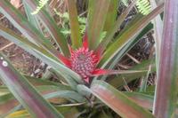 Ananaspflanze und -frucht