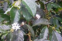 Kaffeestrauch mit Blüten und Früchten 