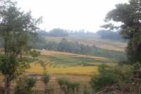 Blick über die Reisterrassen