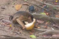 der Affe hat gerade Kokosnüsse geerntet ... 