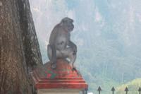 überall begegnet man diesen flinken Gesellen... 