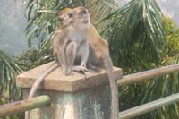 überall begegnet man diesen flinken Gesellen... 