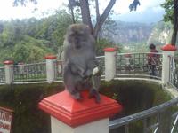 Affe am Bukittinggi-Canyon