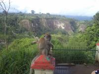 Affe am Bukittinggi-Canyon
