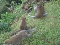 Affen sind unterwegs