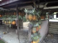 Ananasverkauf in der Plantage