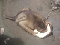 Der Affe liebt die Kokosnuss