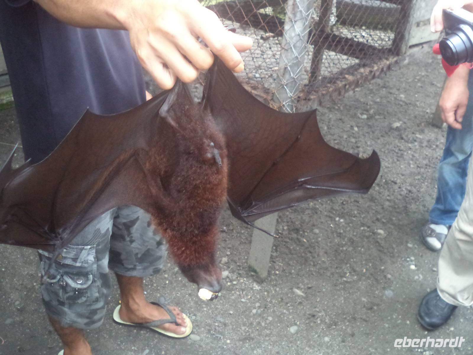 Flughunde sind ziemlich groß