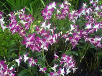Im Orchideengarten von Singapur 