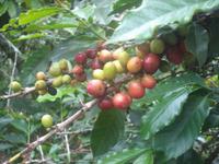 Kaffeestrauch: reifende Kaffeekirschen