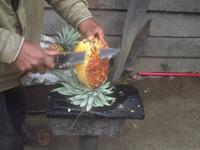 lecker und saftig: frisch geerntete Ananas