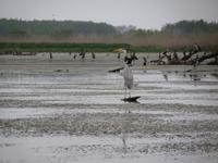 057-Iran_Bandar-e-Anzali