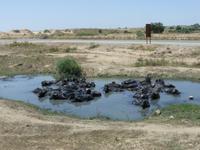 783-Iran_Shushtar-Choga-Zanbil