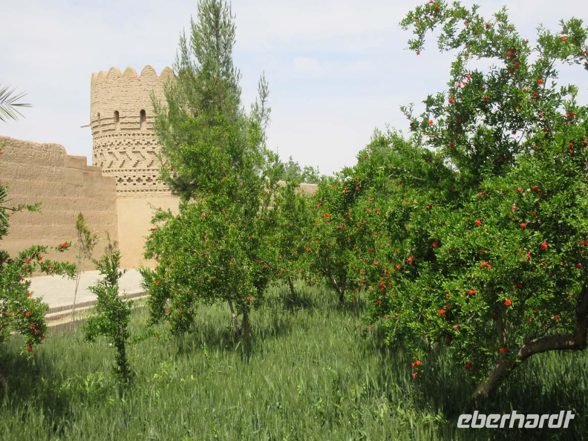 Granatapfelblüten im Dowlatabad Garten