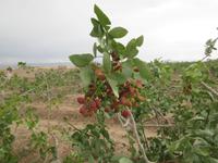 Pistazien bei Yazd