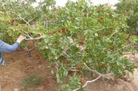 Pistazien auf dem Weg von Yazd nach Shiraz