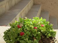 Kashan - Kaufmannshaus