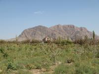 abgeerntete Pistaziensträucher