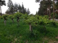 0615_Yazd; Dowlat-Abad Garten