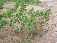 0728_Pisatzienplantage