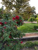 1003_Shiraz; Eram-Garten